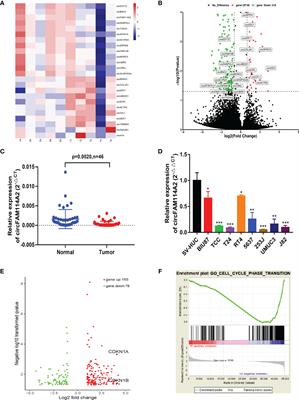 CircFAM114A2 Promotes Cisplatin Sensitivity via miR-222-3p/P27 and miR-146a-5p/P21 Cascades in Urothelial Carcinoma